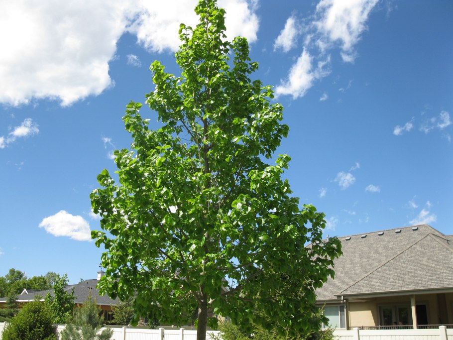 Липа европейская "euchlora"