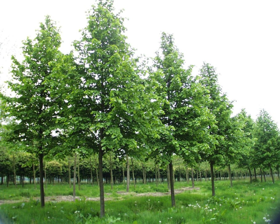 Лира европейская Эухлора