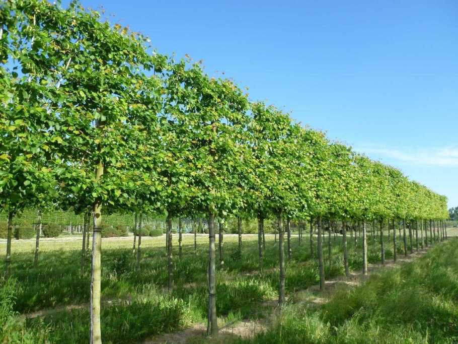 Липа мелколистная гринспайер