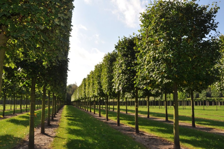 Липа европейская рассеченнолистная