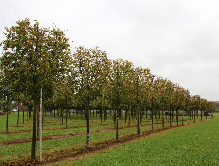 Липа европейская Паллида