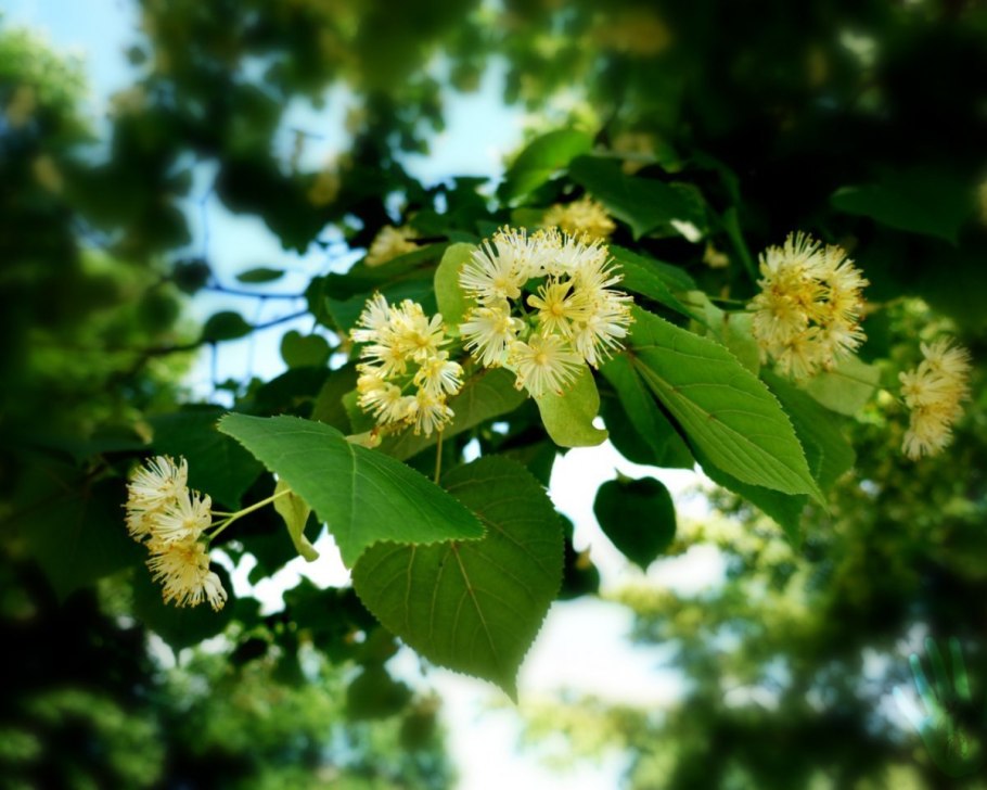 Липа мелколистная Greenspire