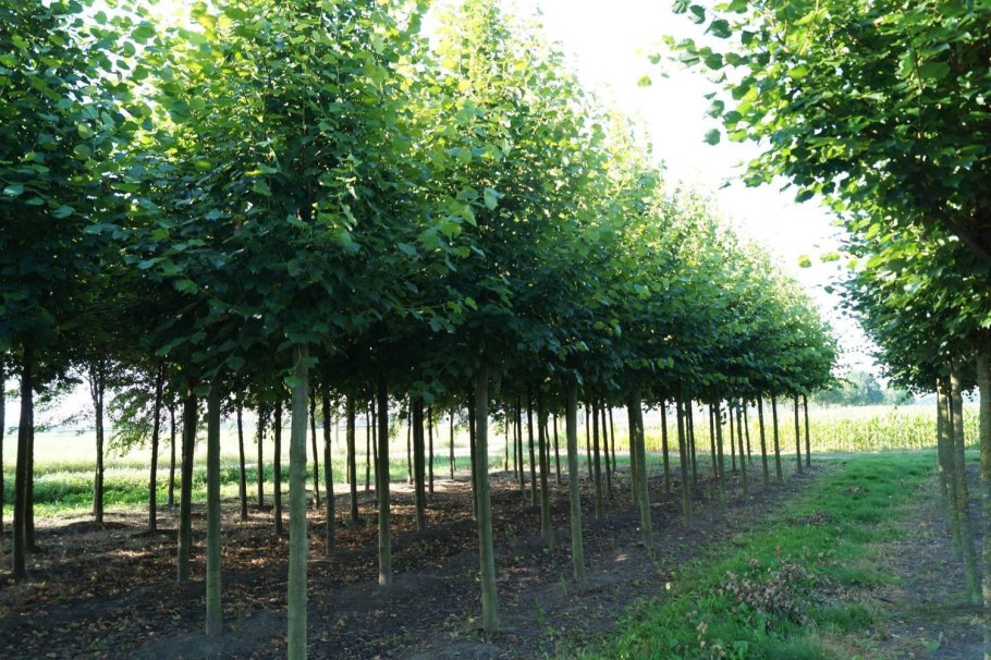 Липа европейская pallida