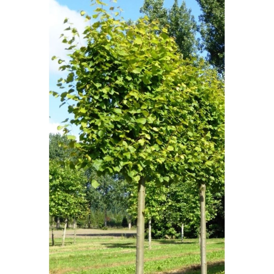 Липа мелколистная Паллида