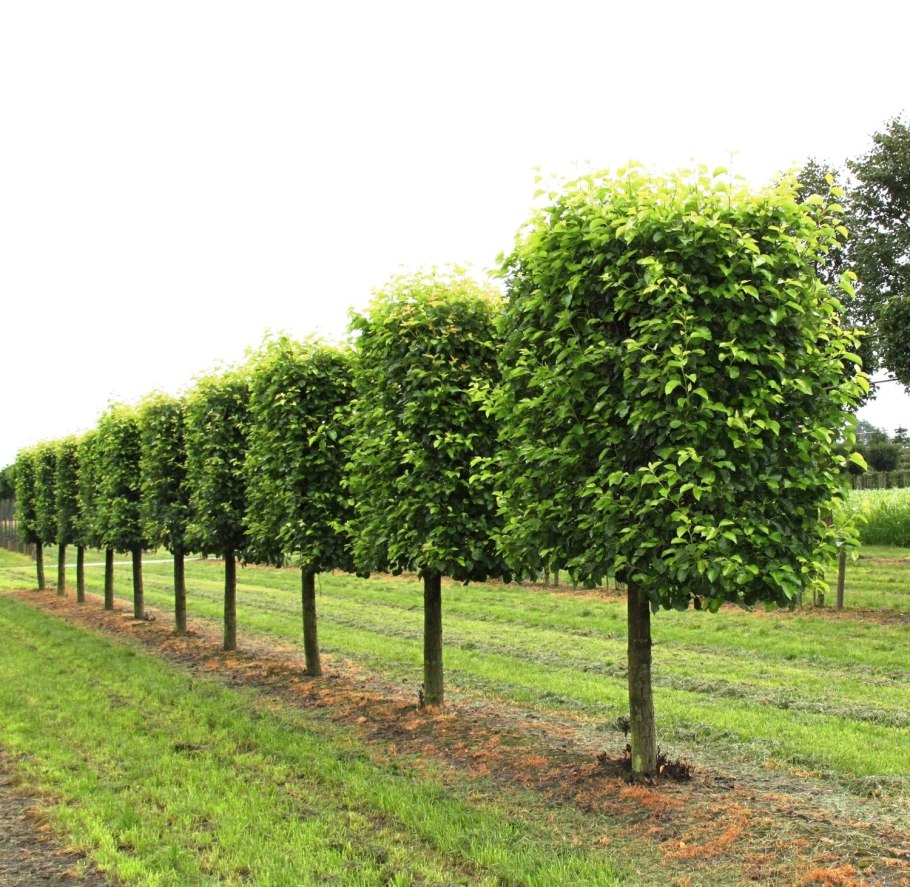 Липа Паллида