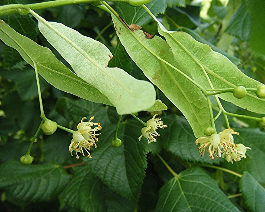 Липа мелколистная Паллида