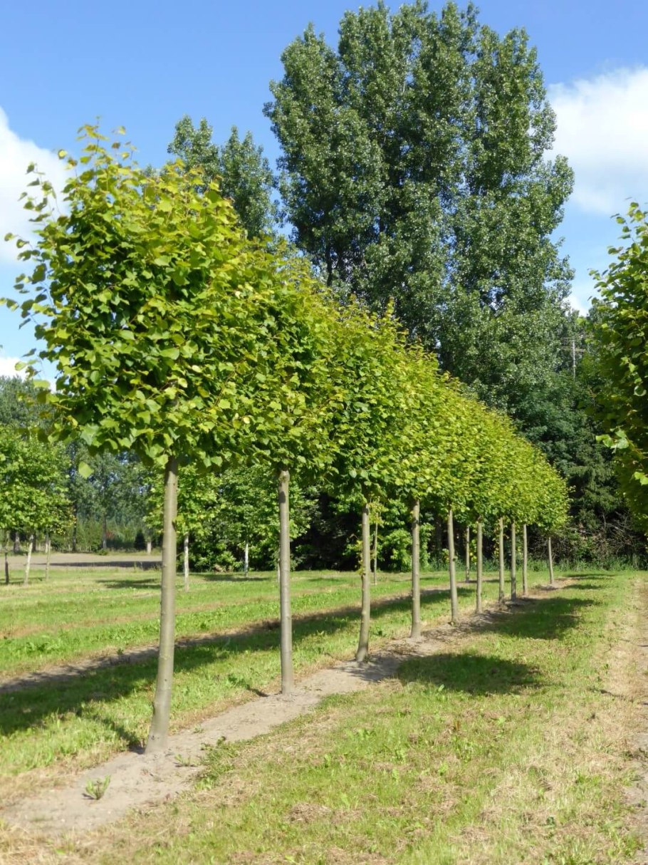 Липа мелколистная Паллида