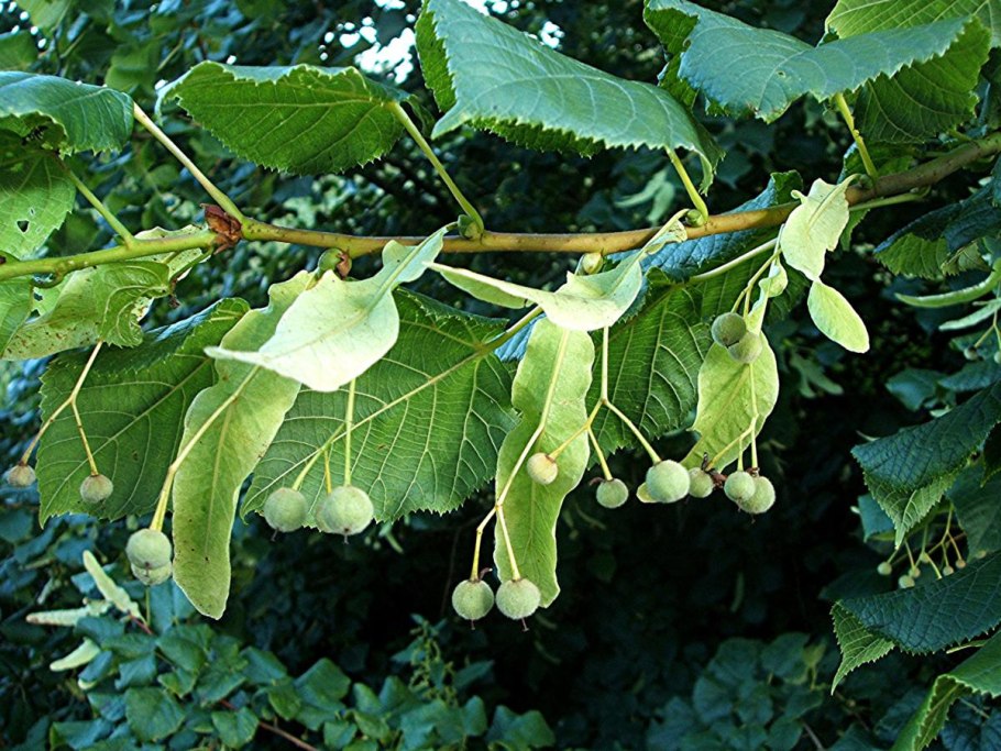 Липа крупнолистная европейская Паллида