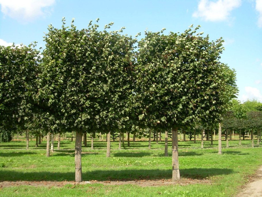 Липа европейская pallida