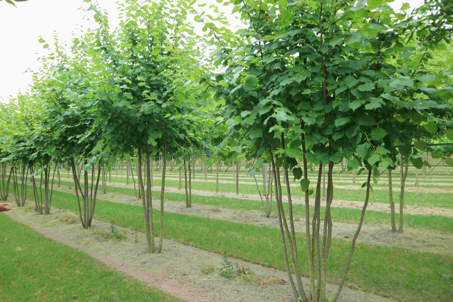 Клен Глобозум изгородь