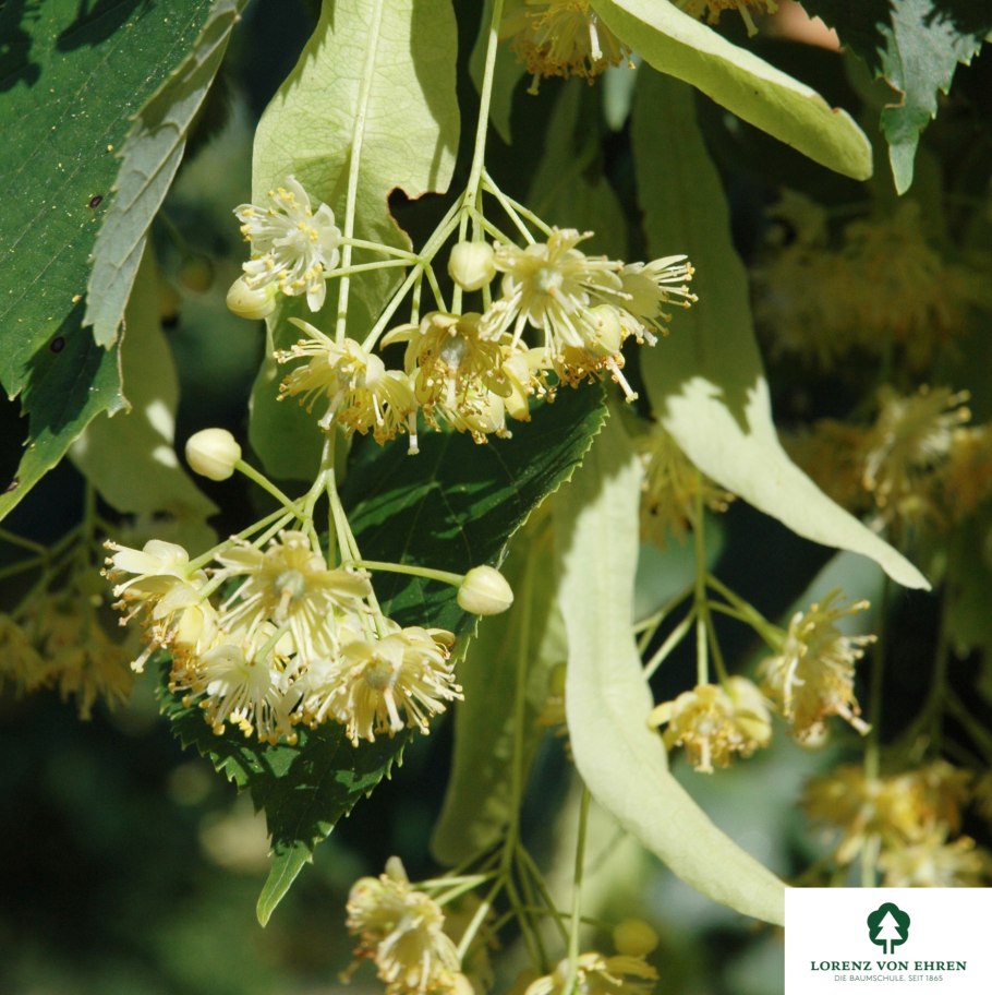 Липа европейская pallida