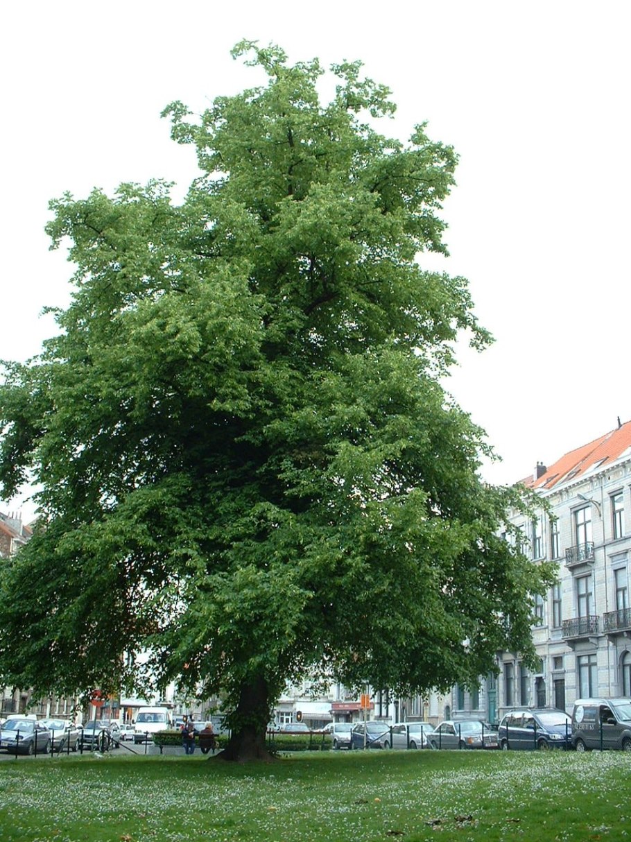 Липа Паллида