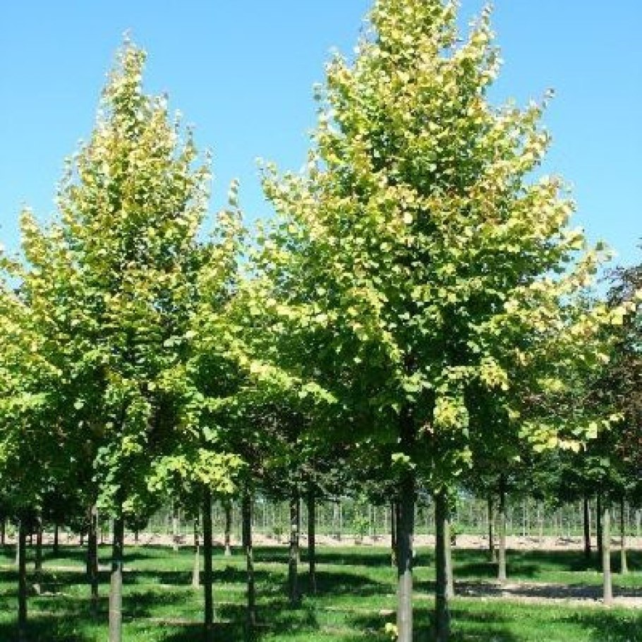 Липа обыкновенная Паллида