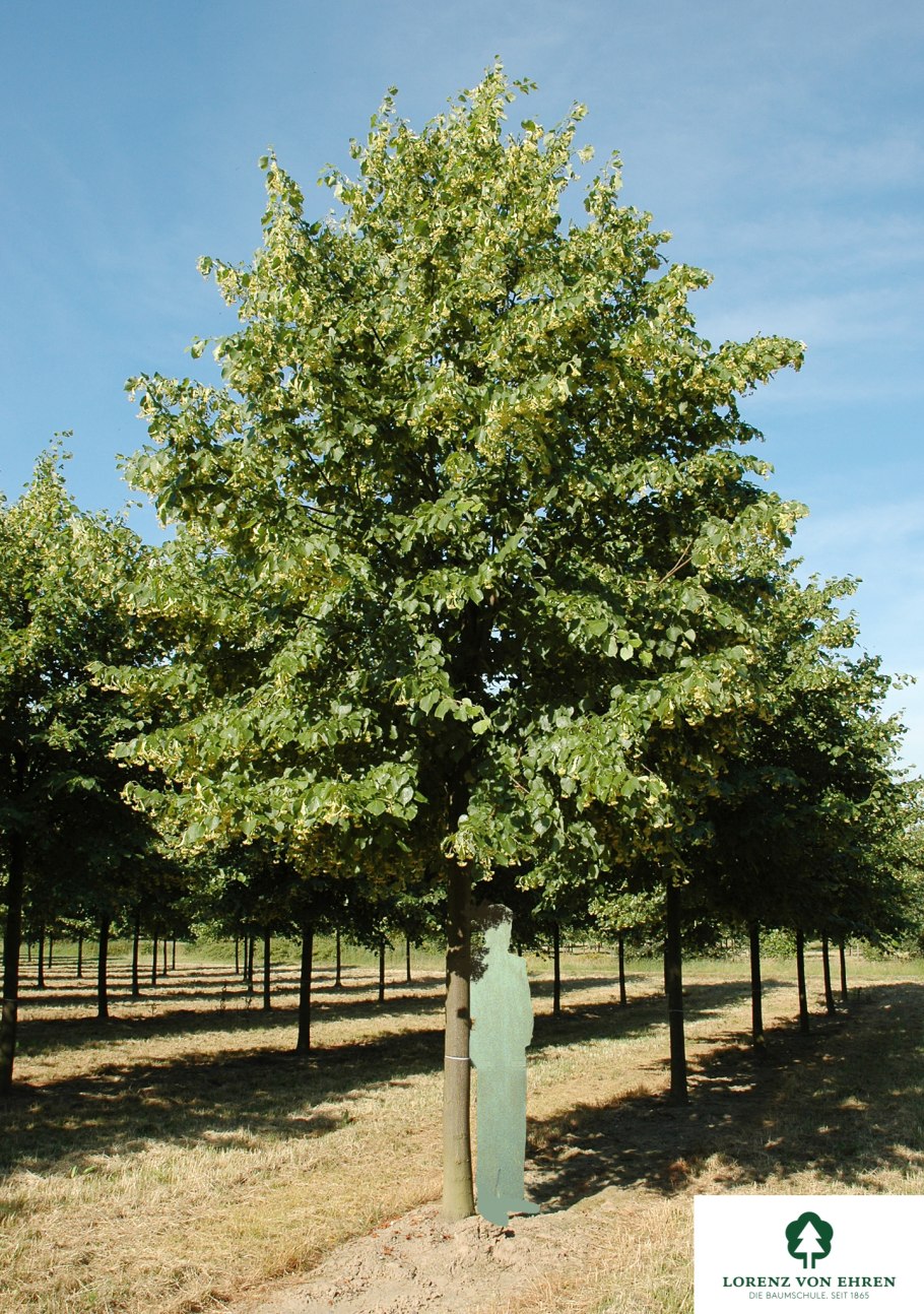 Липа европейская (Tilia europaea)