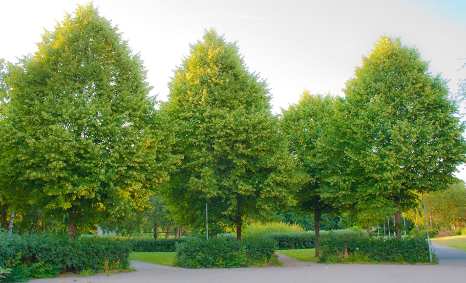 Липа европейская Паллида