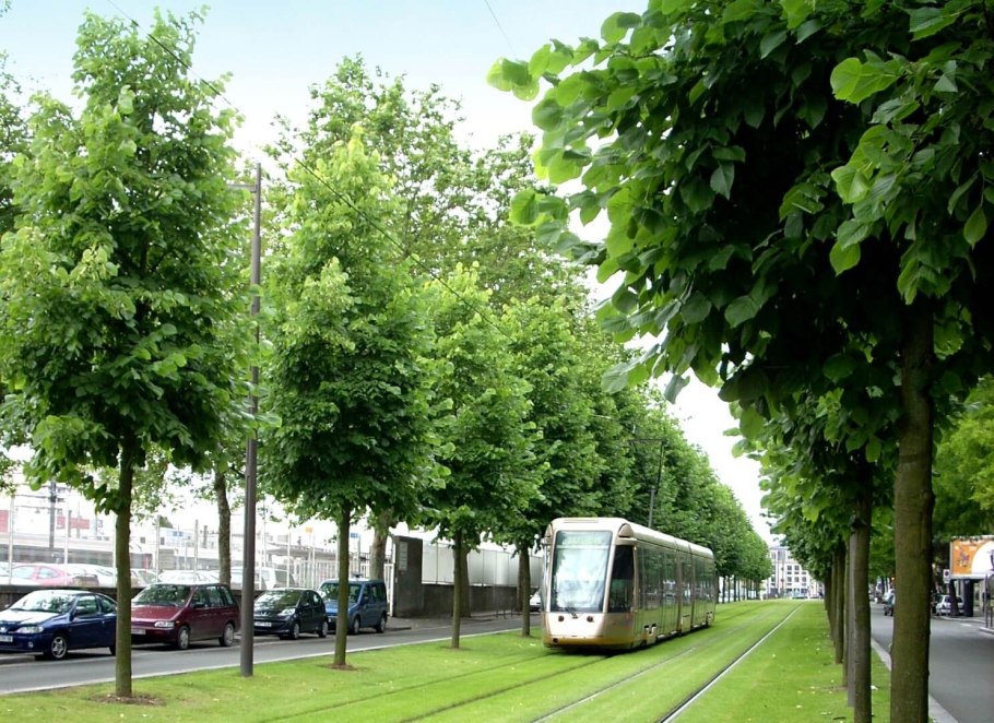 Липа Кавказская (Tilia Caucasica)