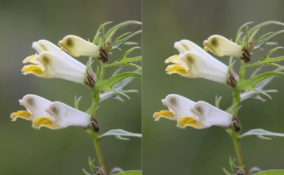 Норичниковые опыление