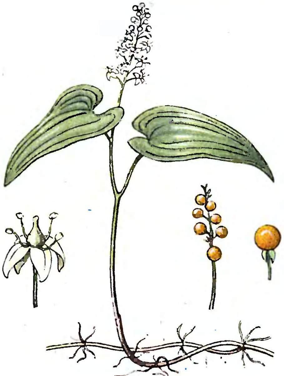 Хрустальная трава Мезембриантемум