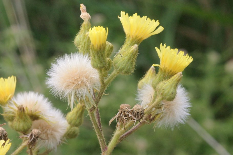 Бодяк щетинистый (Cirsium setosum)