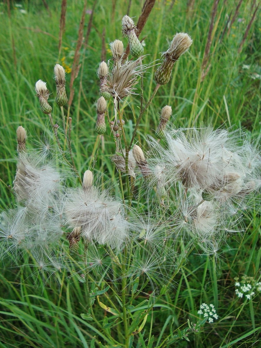 Бодяк бесстебельный