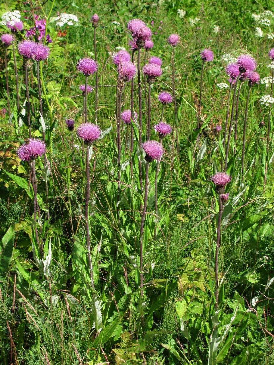Бодяк полевой (Cirsium arvense)