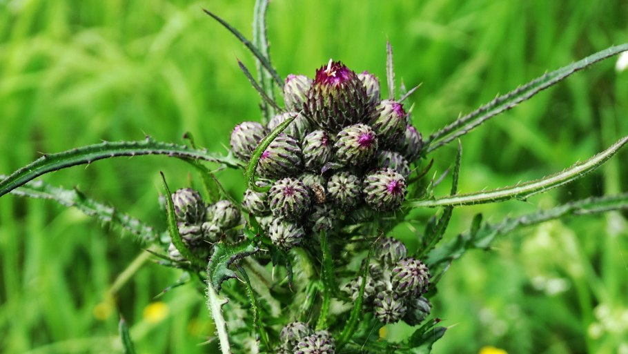 Бодяк болотный Cirsium palustre l. SCOP.