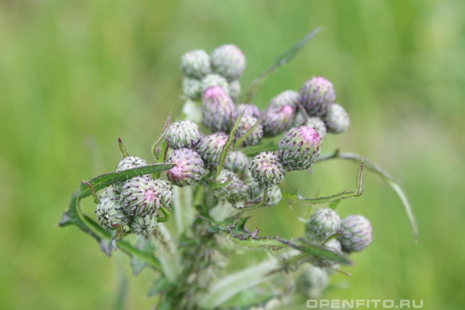 Бодяк топяной