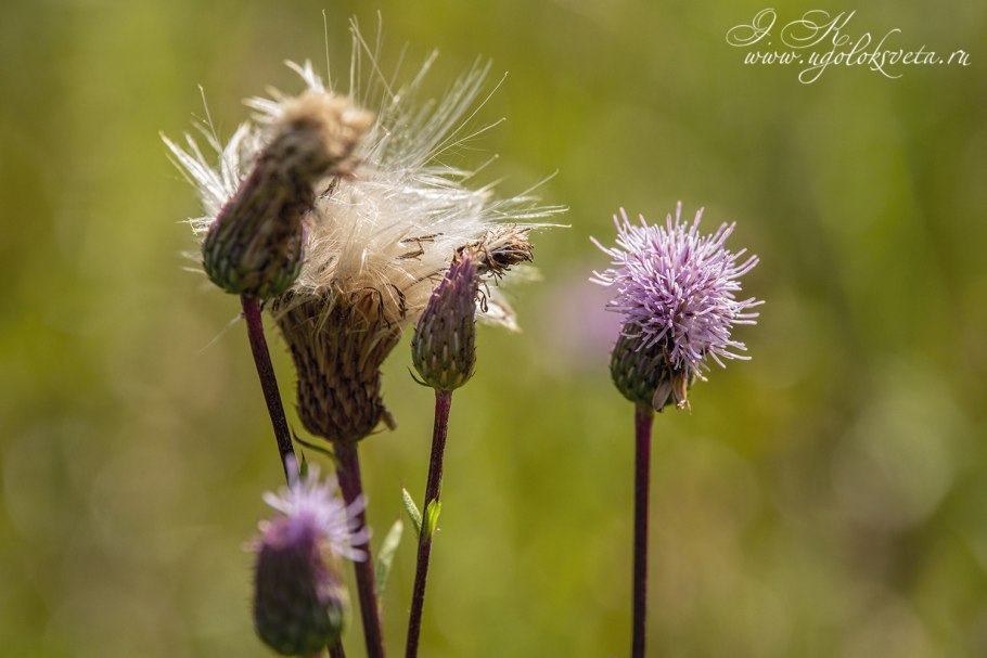 Бодяк обыкновенный листья