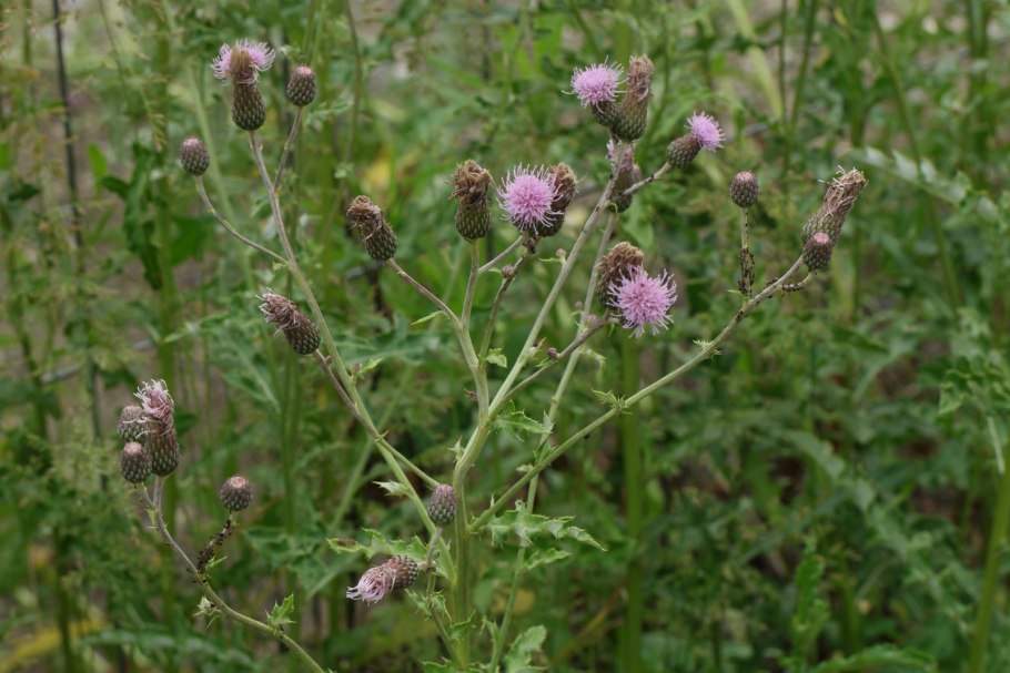 Бодяк plantarium