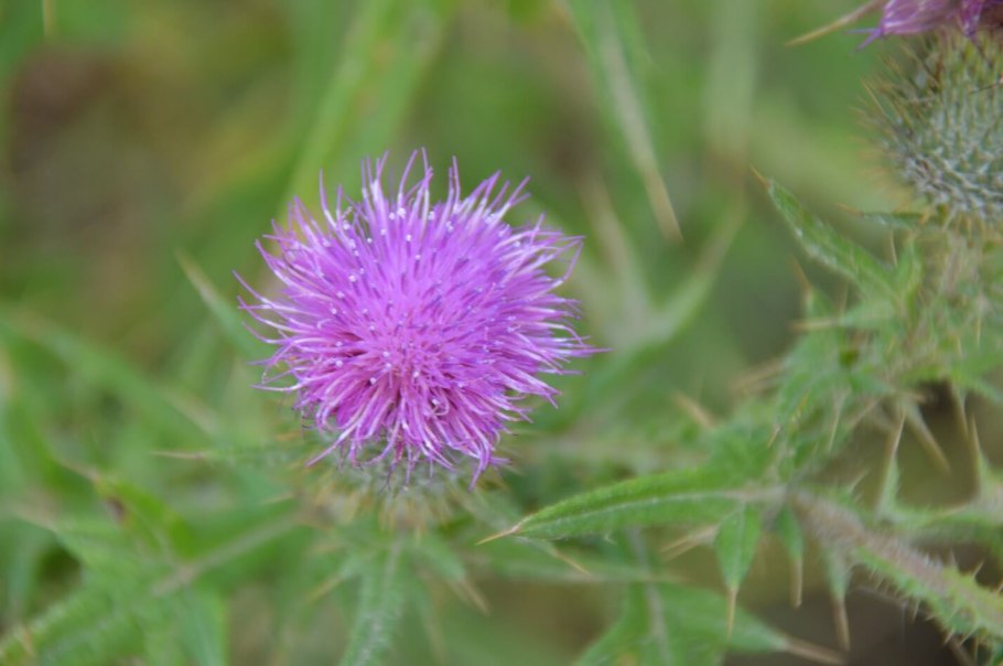 Бодяк щетинистый (Cirsium setosum м. в.)