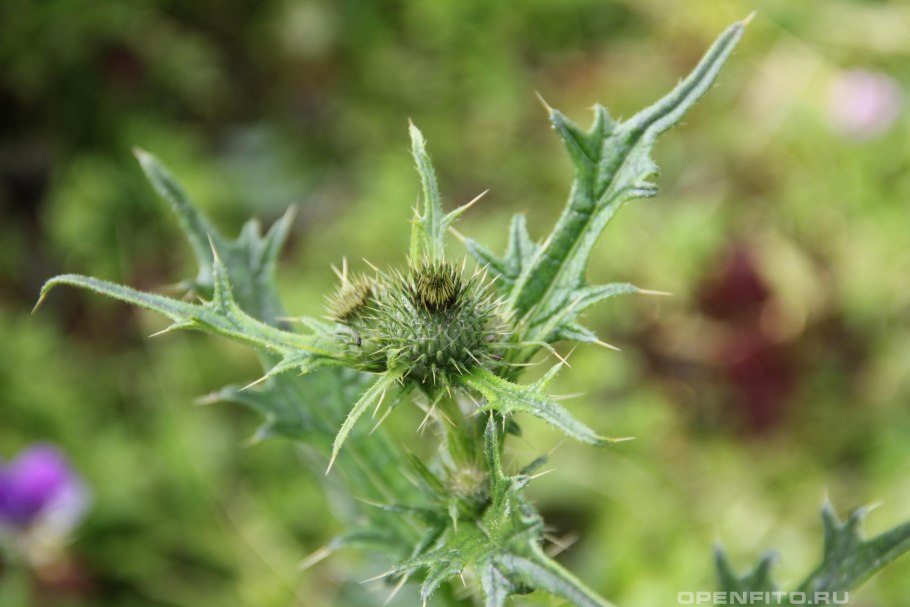 Осот болотный (l. Sonchus palustris)