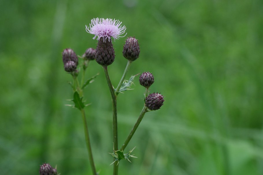 Бодяк разнолистный (Cirsium heterophyllum)