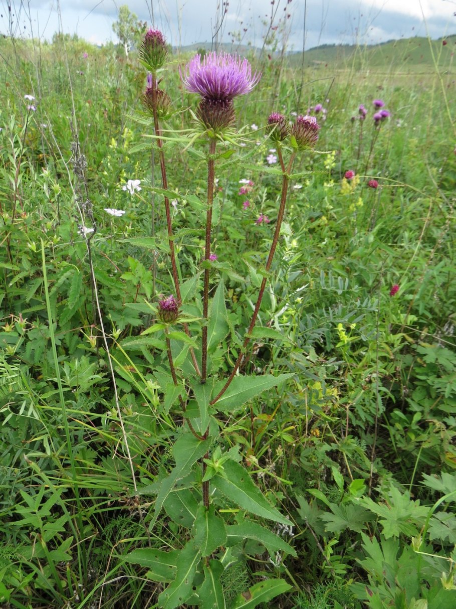 Бодяк разнолистный (Cirsium heterophyllum)