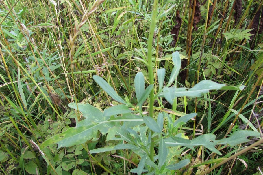 Бодяк полевой на пшенице