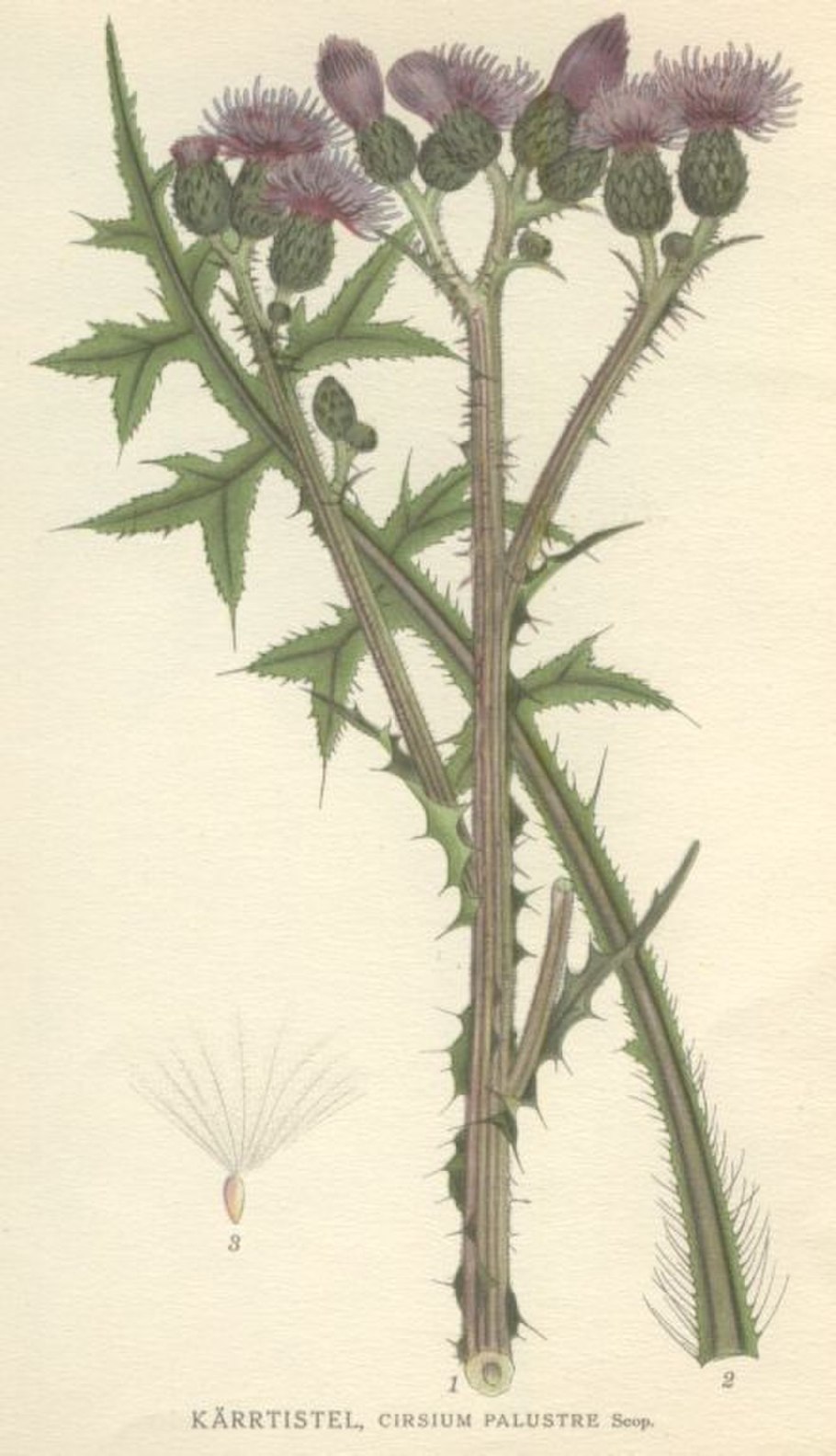 Осот огородный (Sonchus oleraceus)