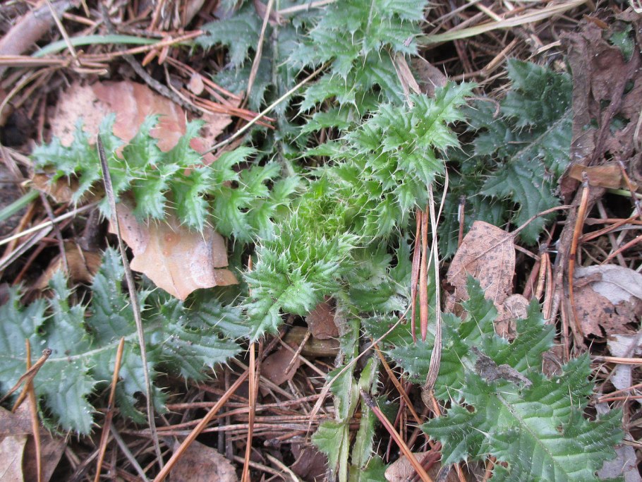 Бодяк щетинистый листья