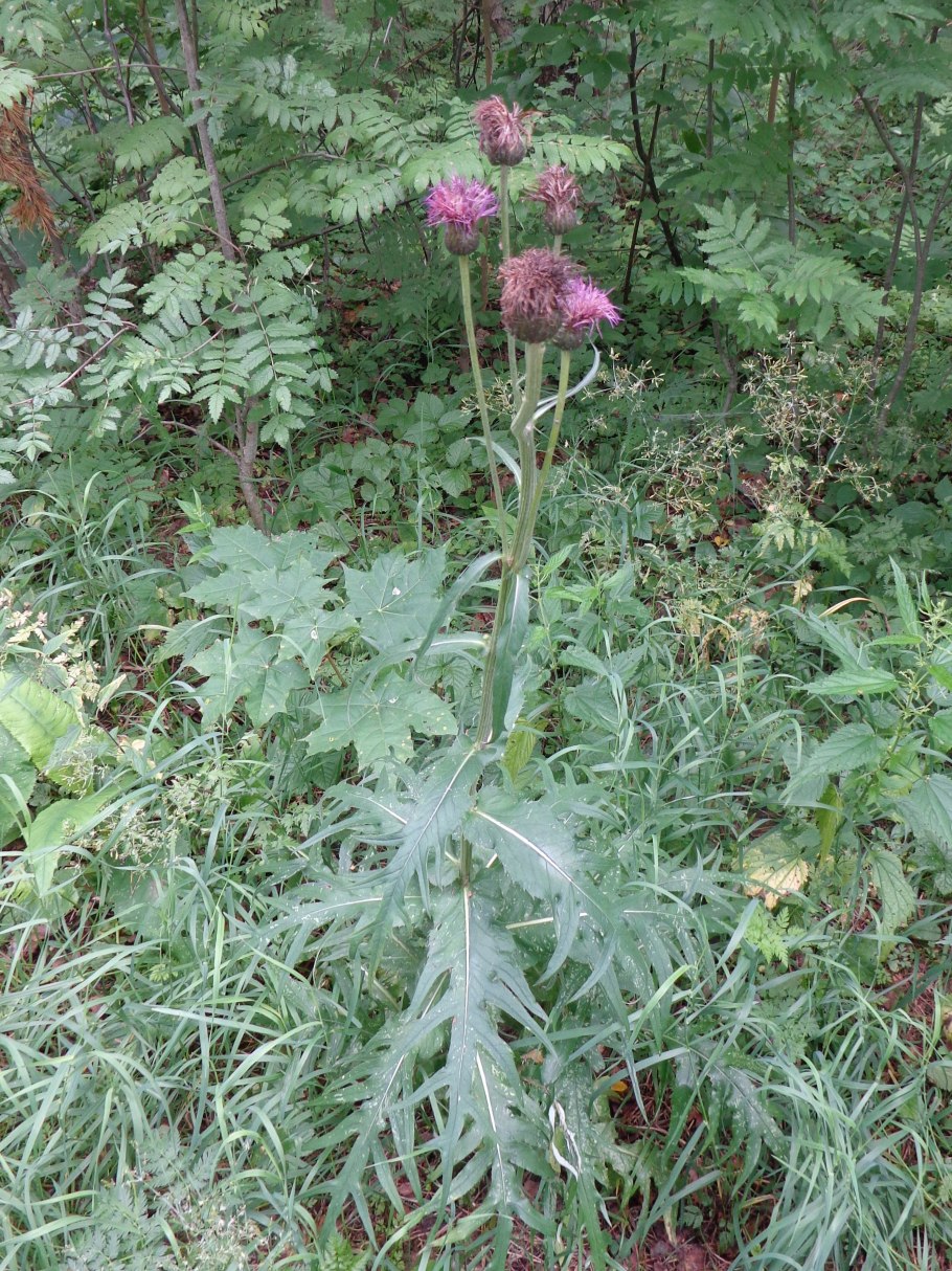 Бодяк разнолистный татарник