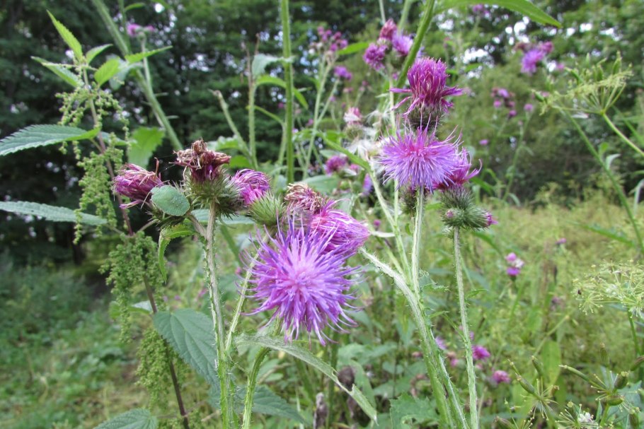 Бодяк топяной