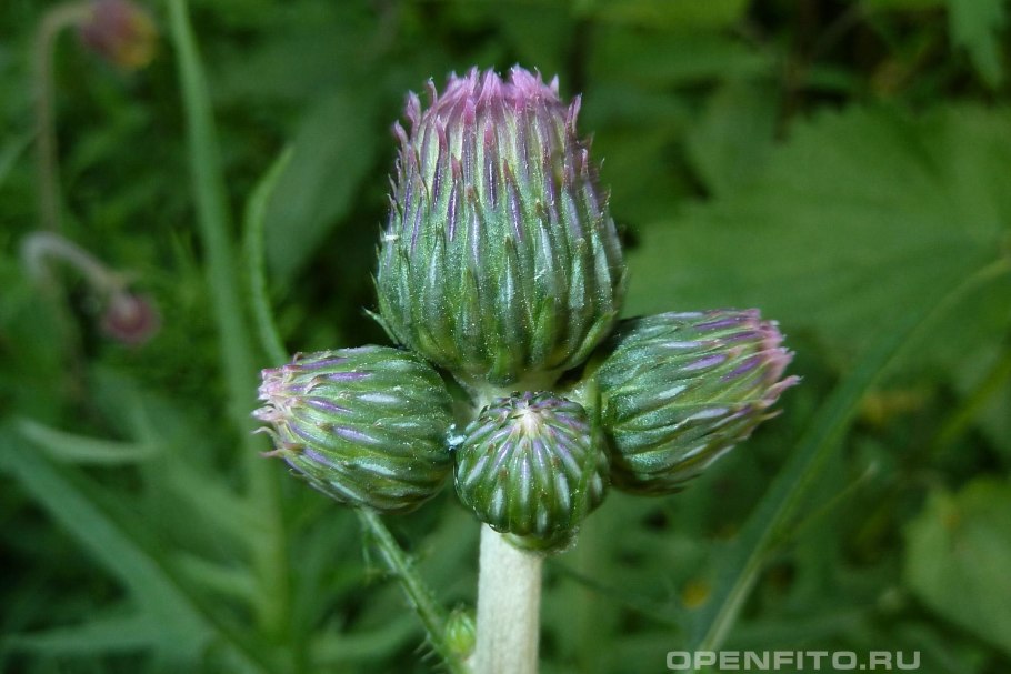 Бодяк ланцетолистный