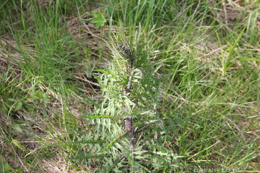 Осот желтый полевой