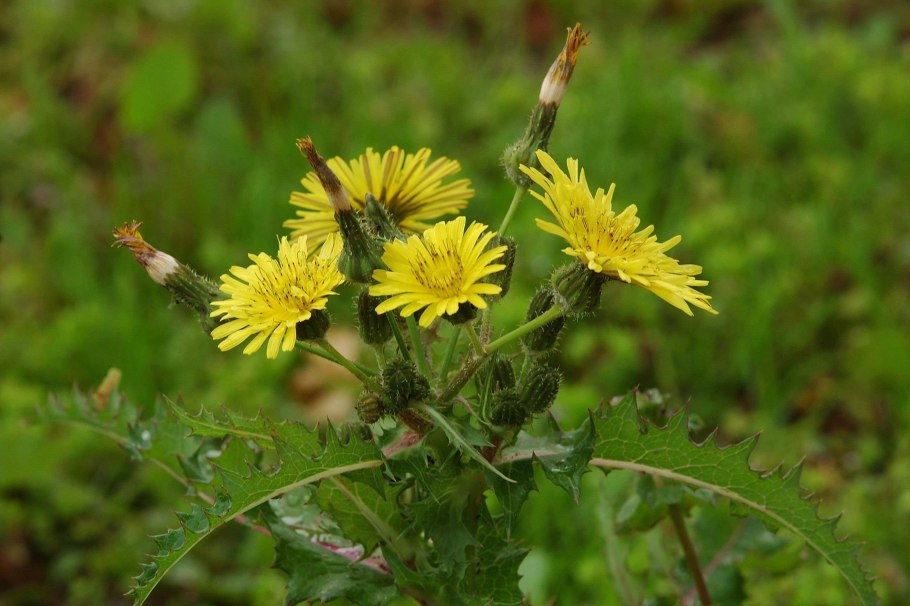 Бодяк болотный_листья Cirsium palustre l. SCOP.