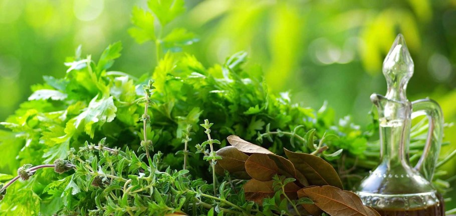 Целебные растения