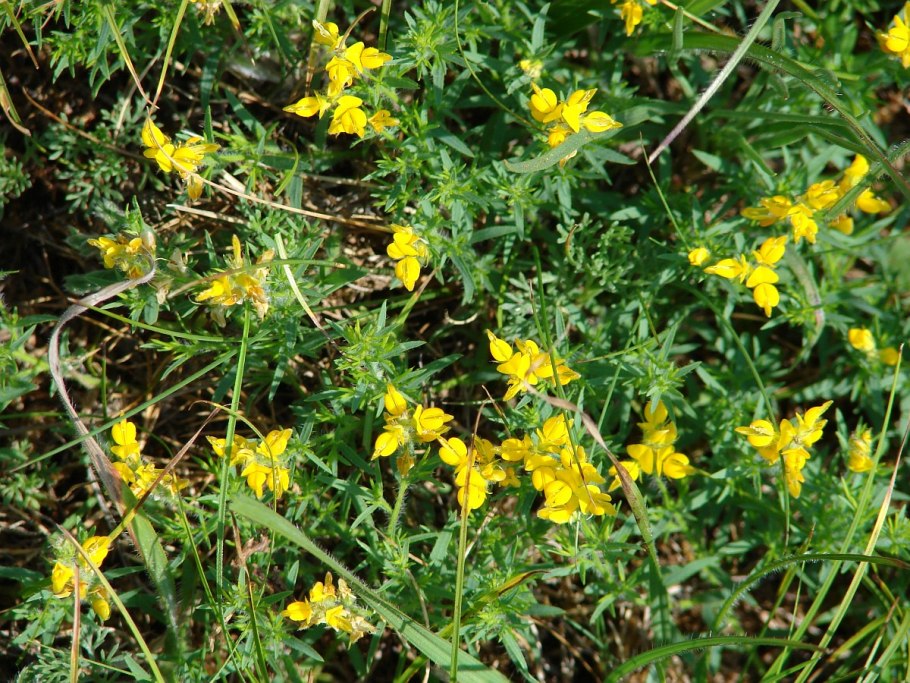 Дрок германский красная книга