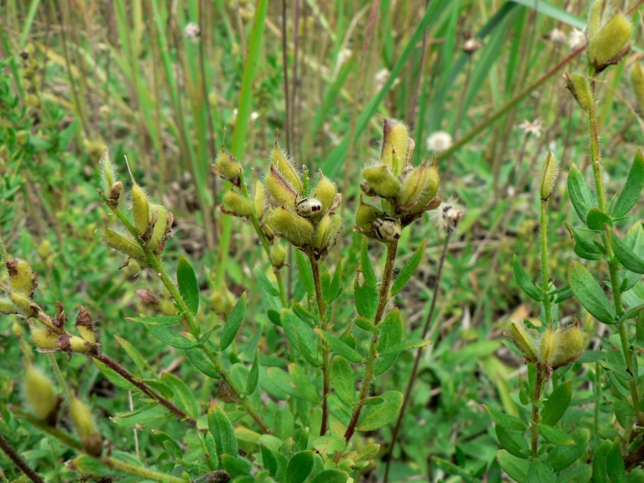 Реинтродукция растений