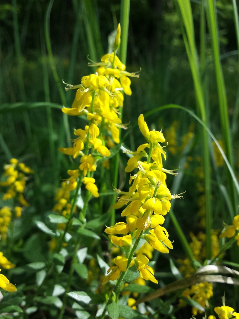 Дрок германский (Genista Germanica)