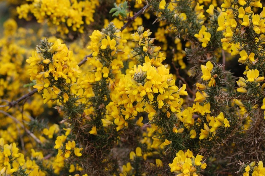 Genista Scoparia