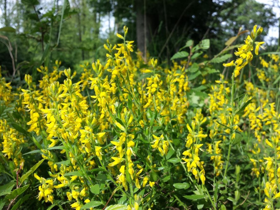 Дрок германский красная книга