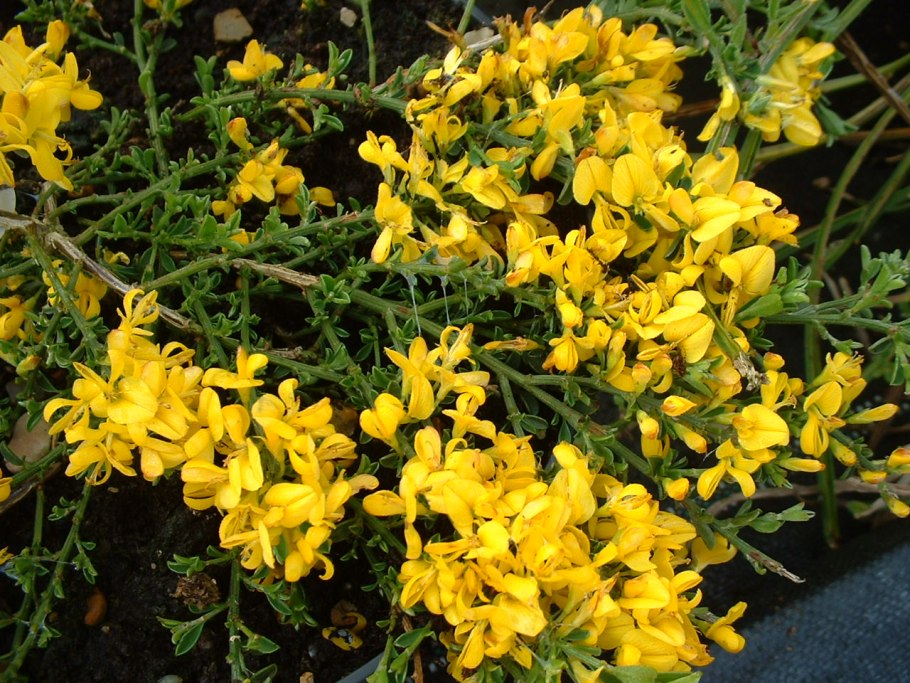 Дрок красильный (Genista tinctoria)
