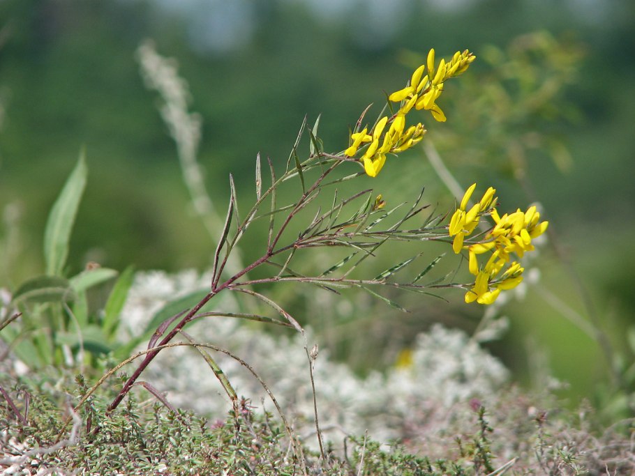 Дрок красильный (Genista tinctoria)