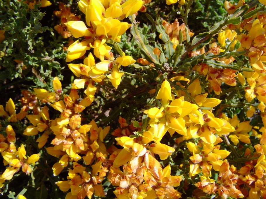 Ракитник лидийский